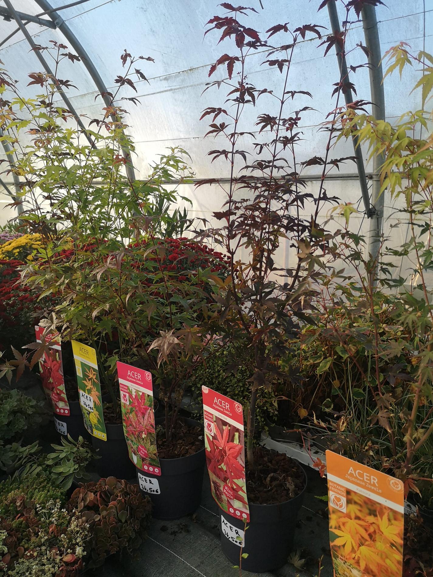 🌲  Arbres & arbustes d'ornement