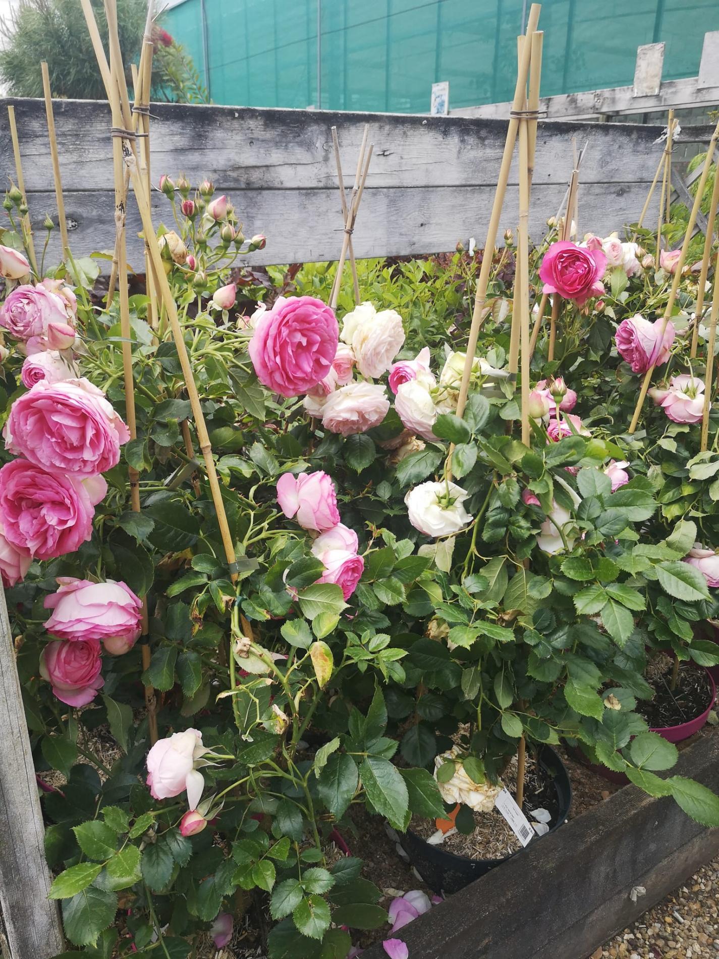 🌲  Arbres & arbustes d'ornement