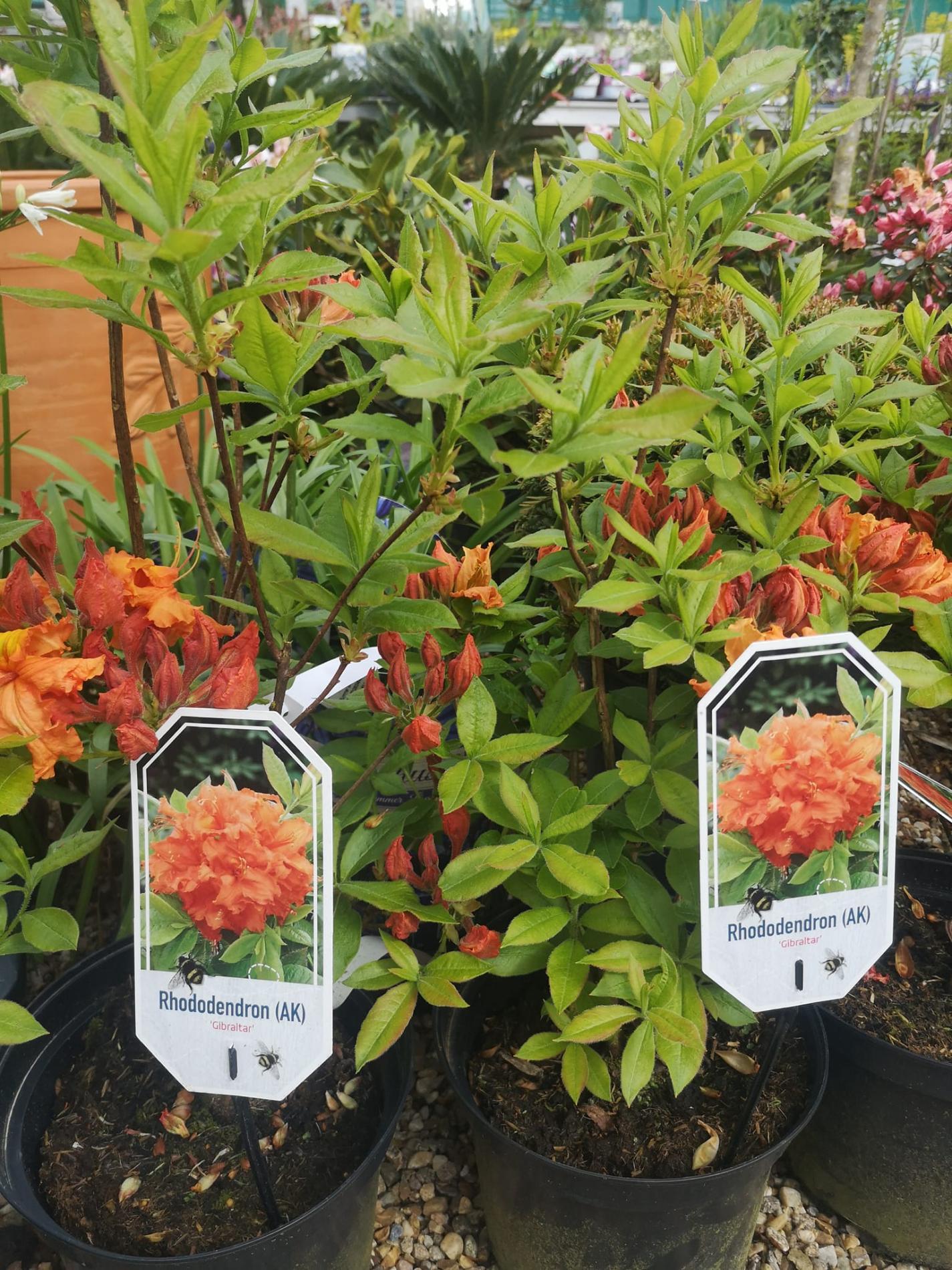 🌲  Arbres & arbustes d'ornement