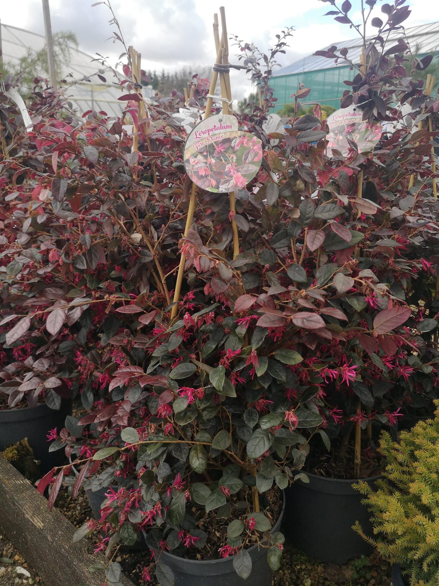 🌲  Arbres & arbustes d'ornement