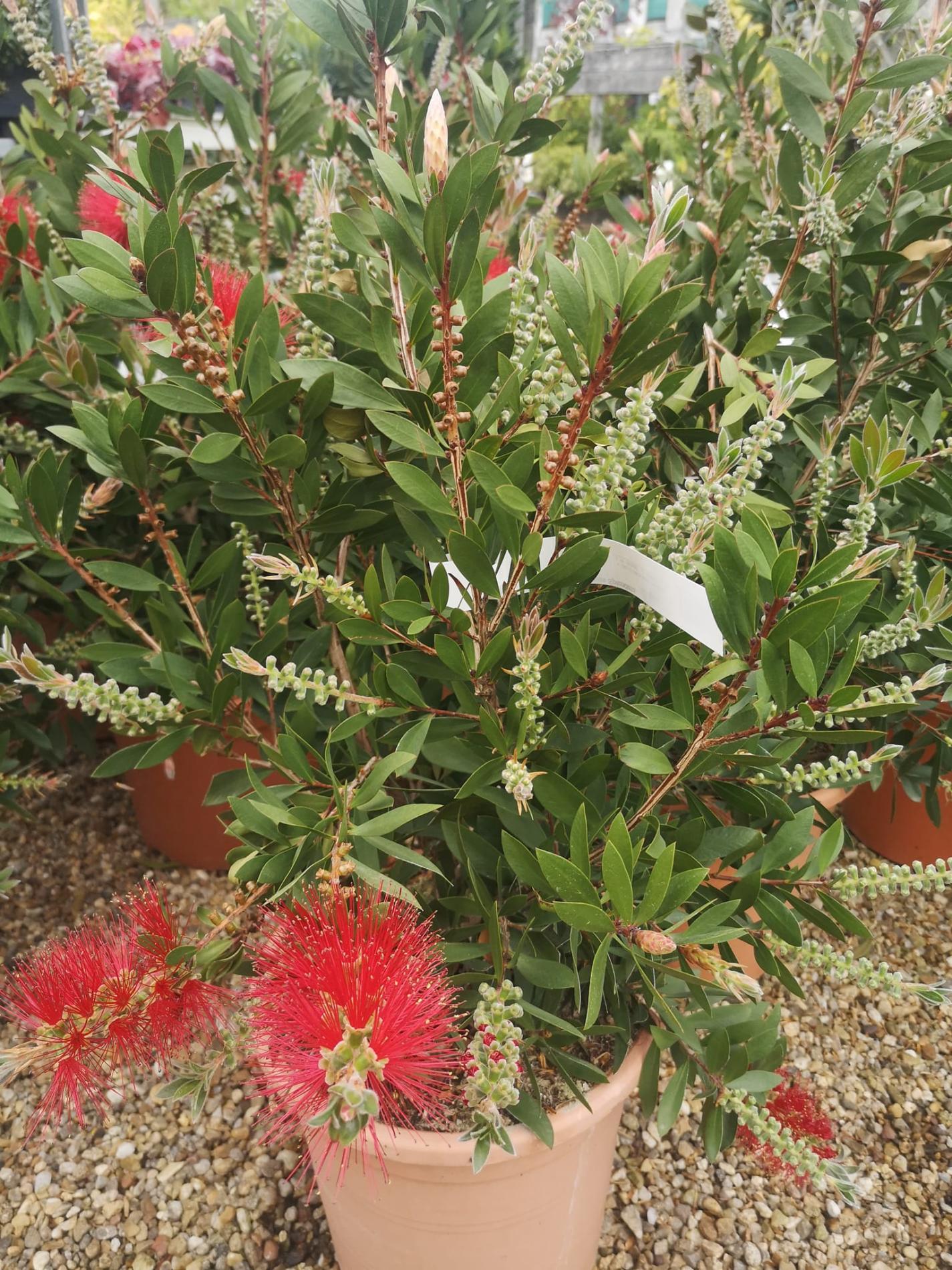 🌲  Arbres & arbustes d'ornement