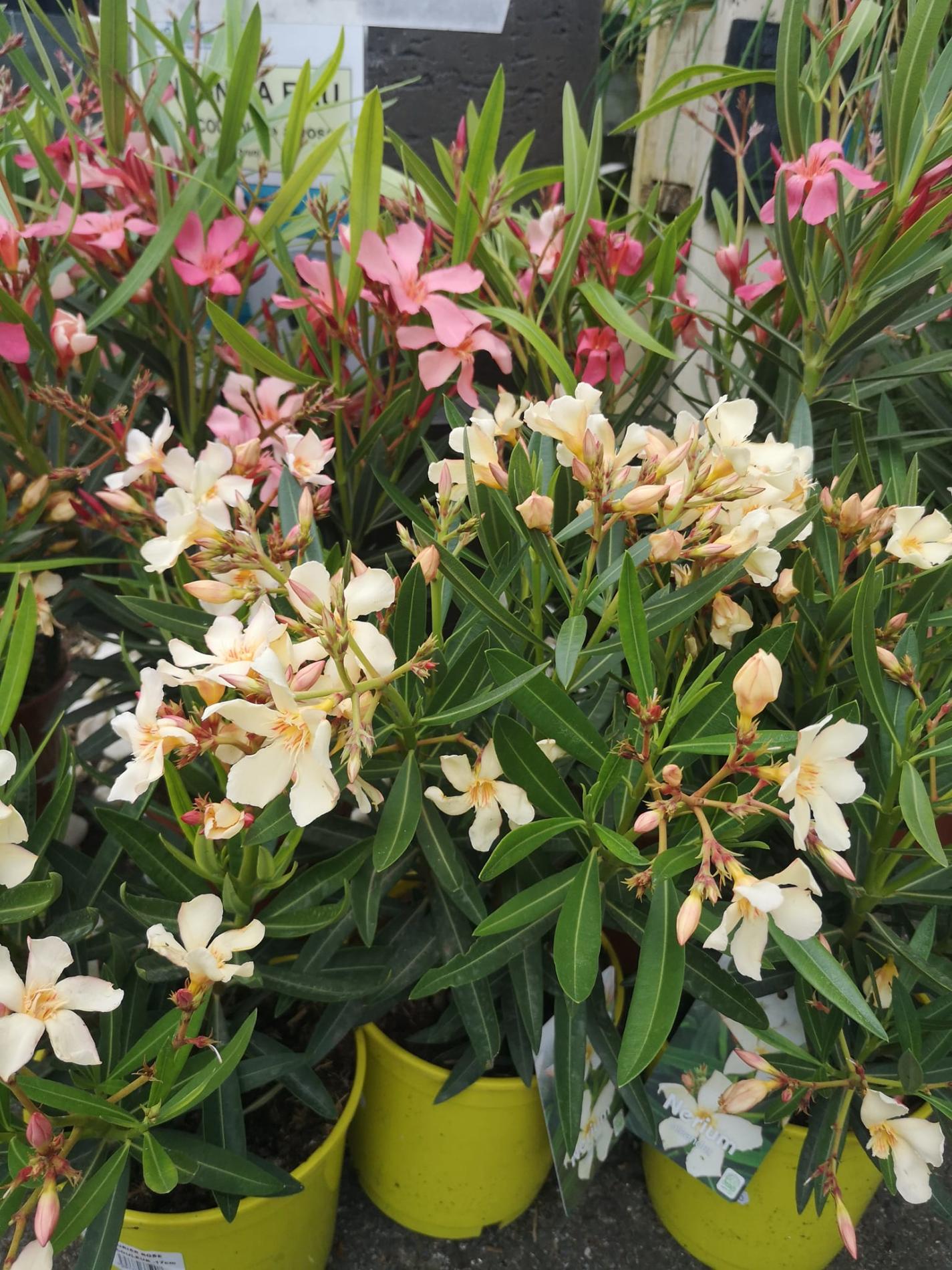 🌴 Plantes méditerranéennes