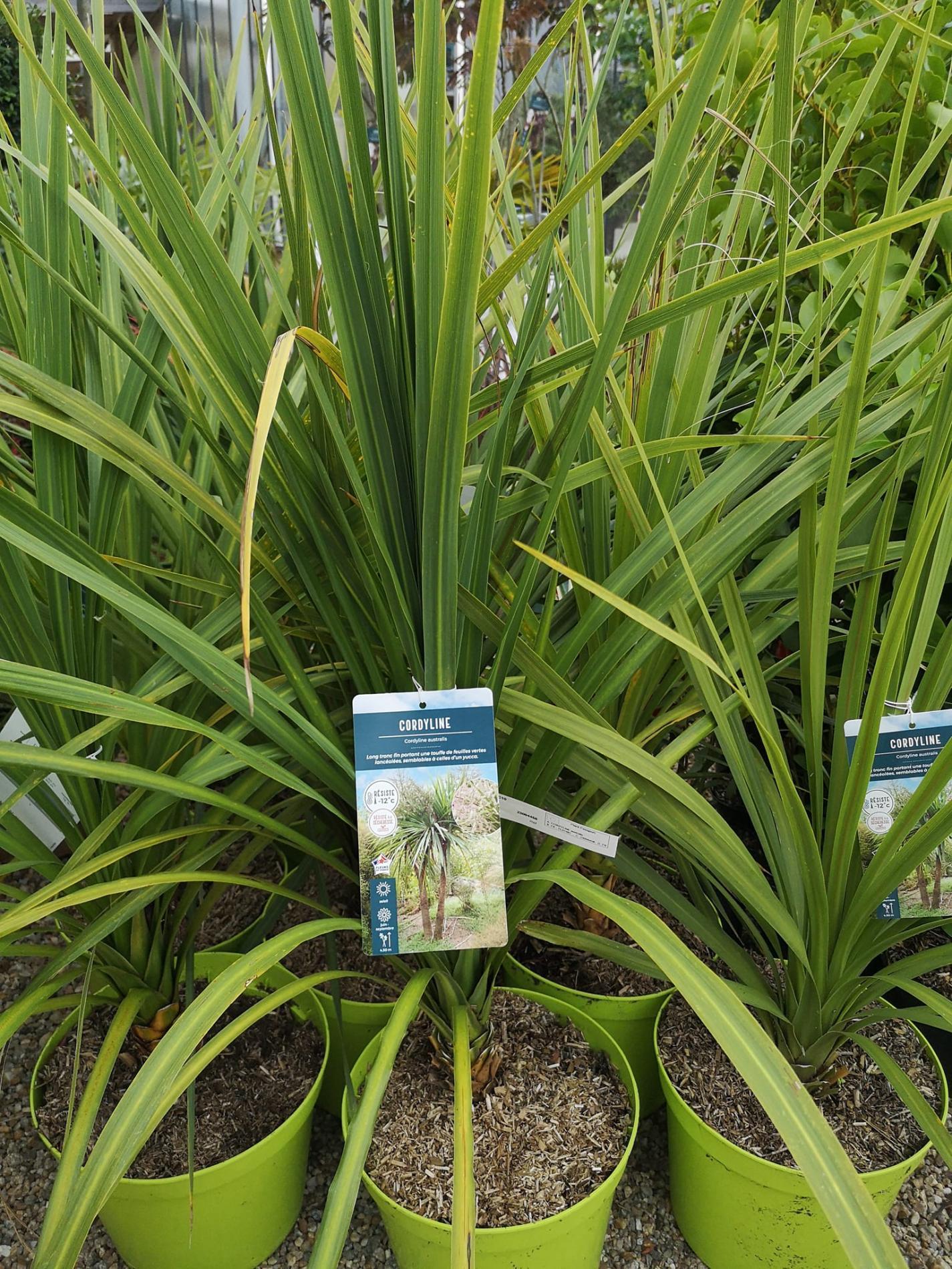 🌴 Plantes méditerranéennes