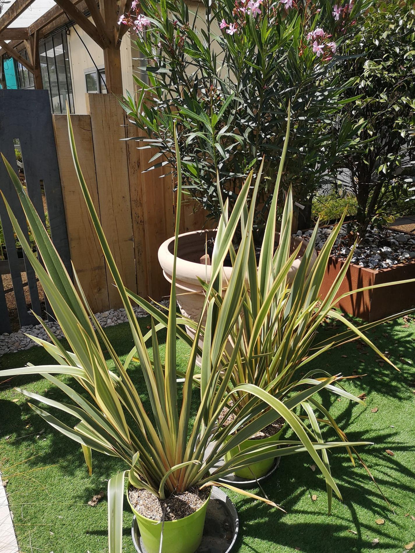 🌴 Plantes méditerranéennes