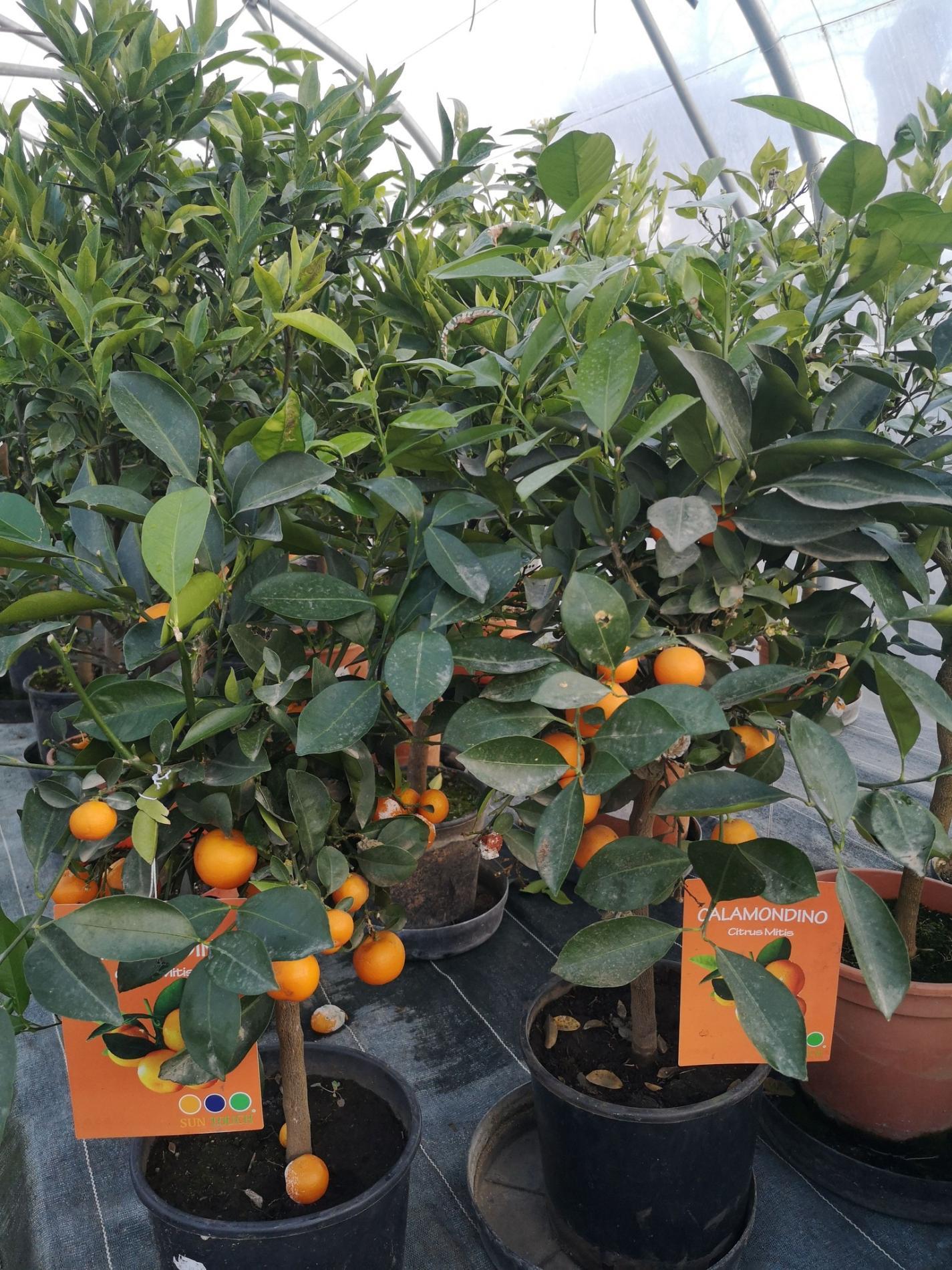 🌴 Plantes méditerranéennes