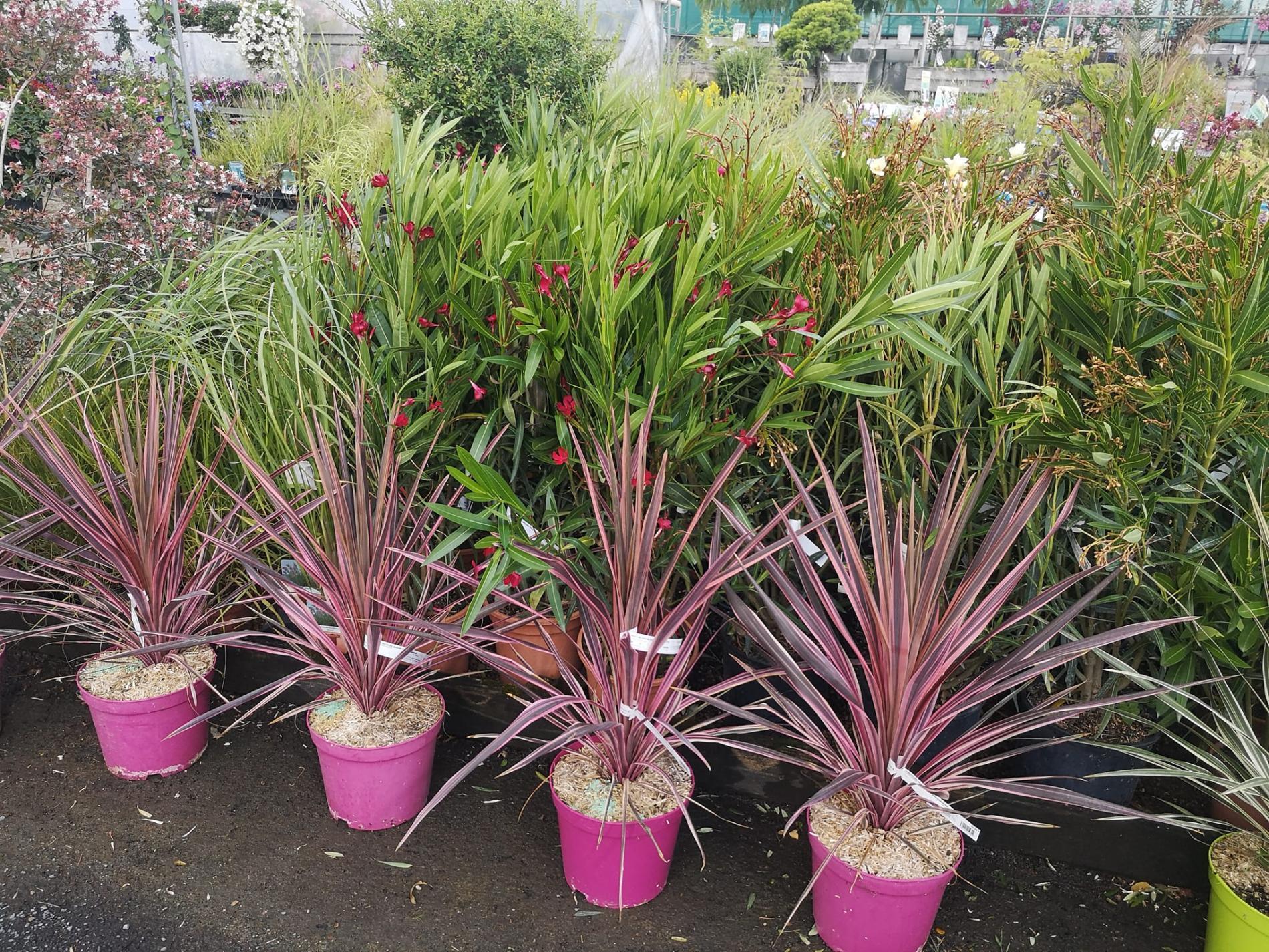 🌴 Plantes méditerranéennes