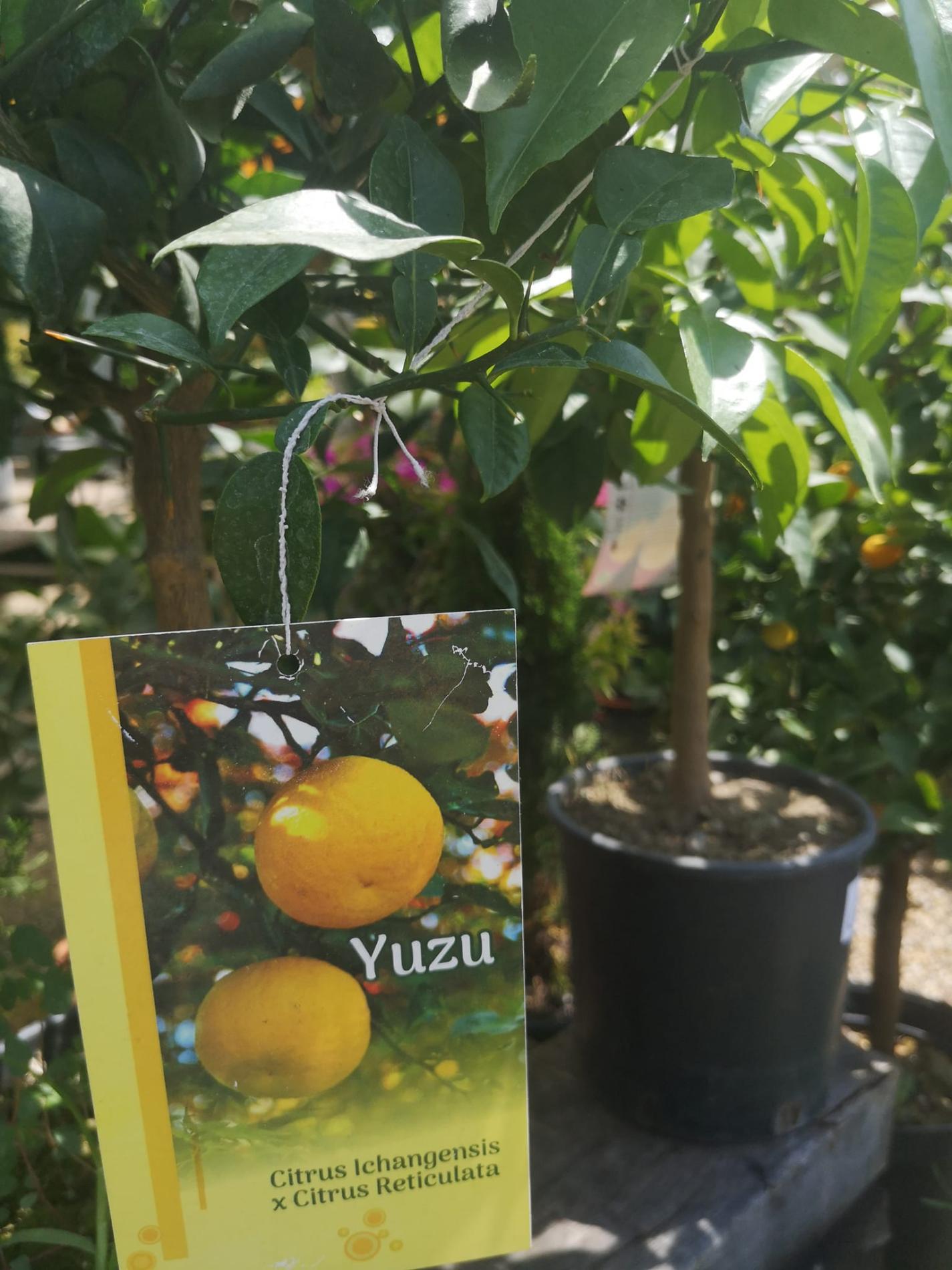 🌴 Plantes méditerranéennes