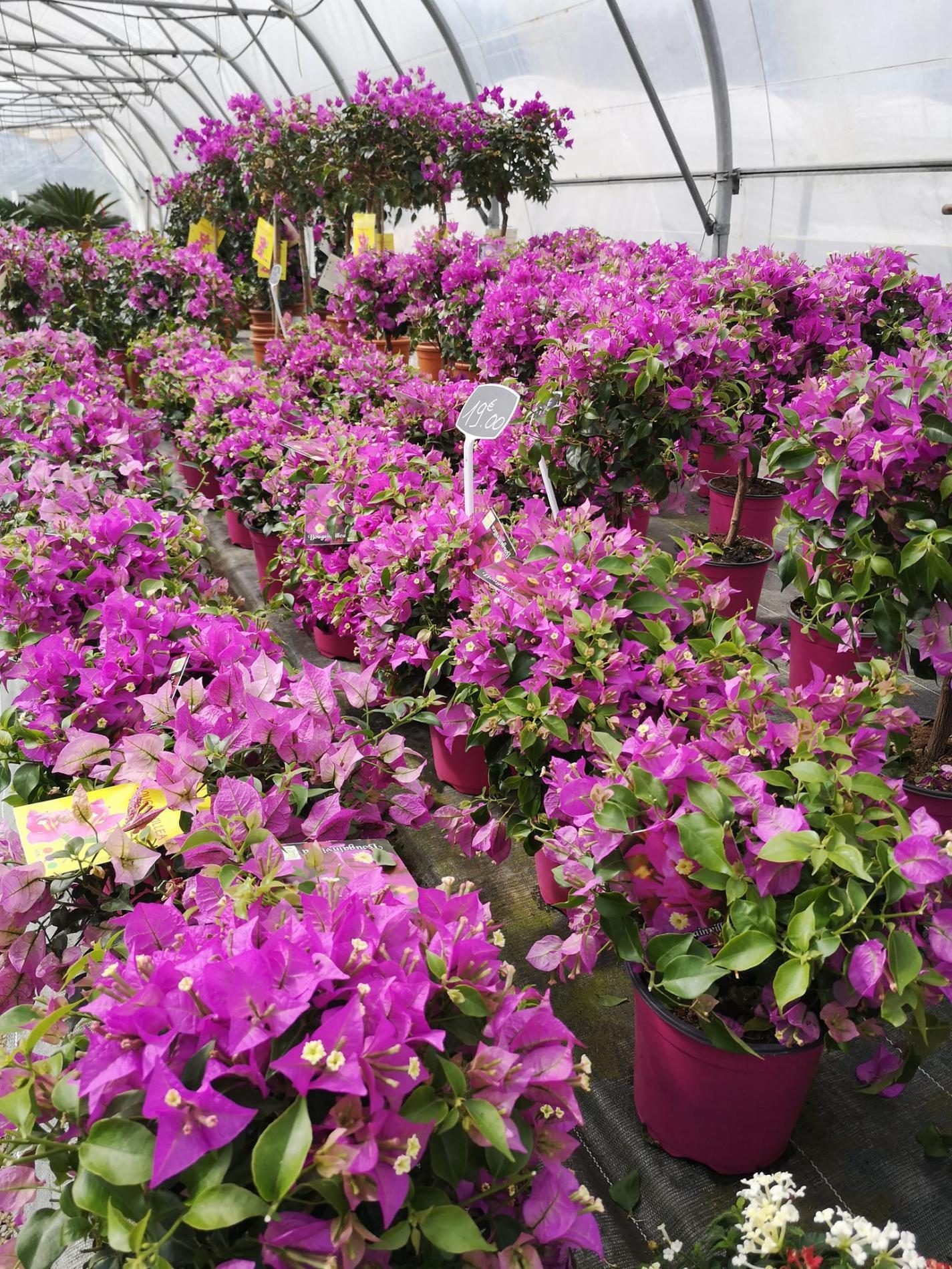 🌴 Plantes méditerranéennes