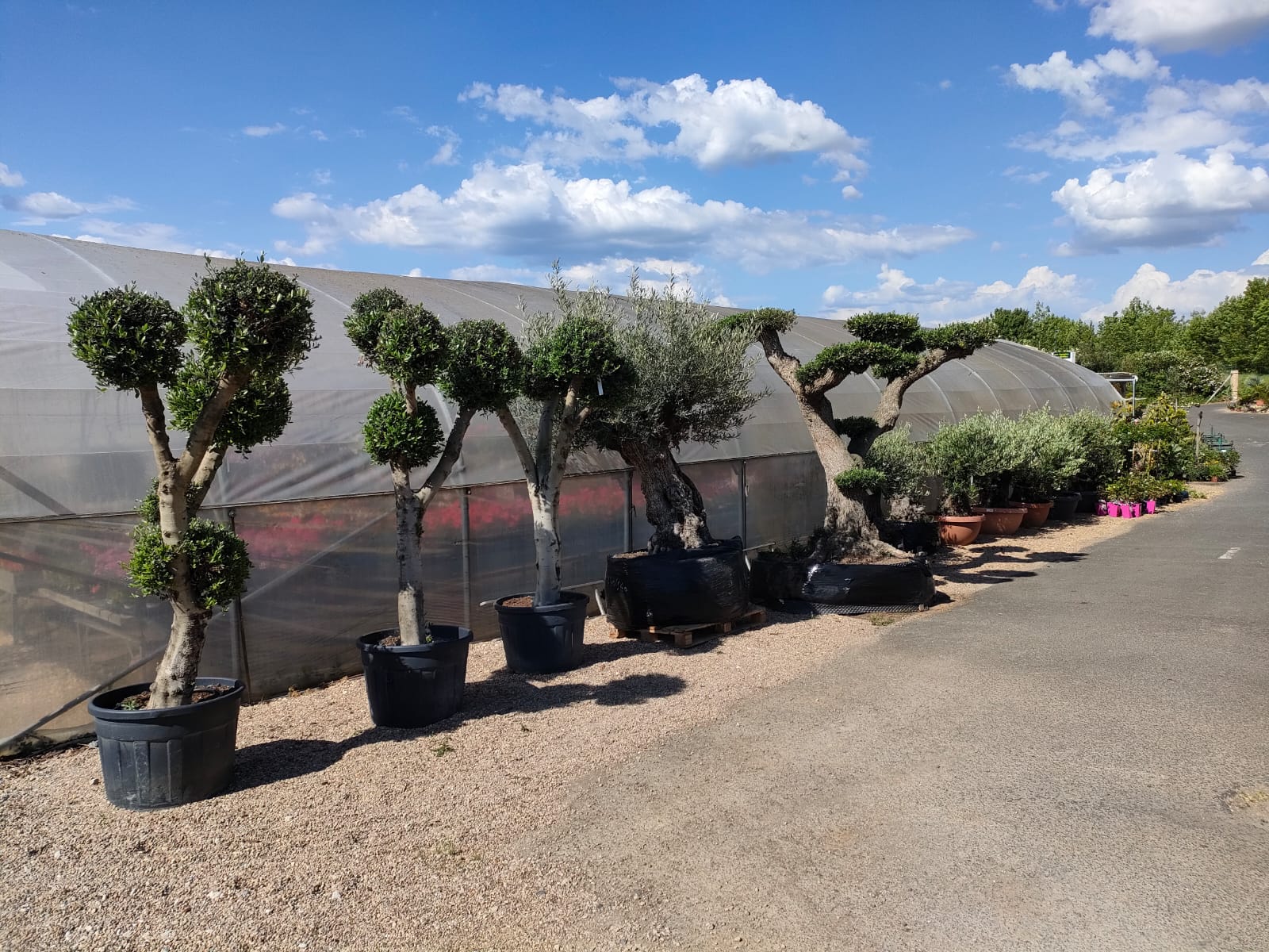 🌴 Plantes méditerranéennes